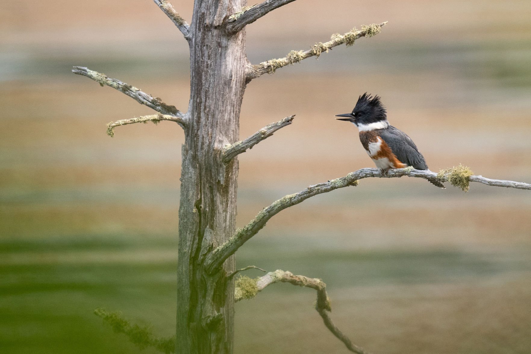 Pelican River Forest